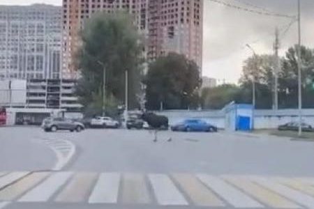 В Казани возле жилого массива «Ферма-2» заметили лося (ВИДЕО)