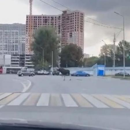 В Казани возле жилого массива «Ферма-2» заметили лося (ВИДЕО)
