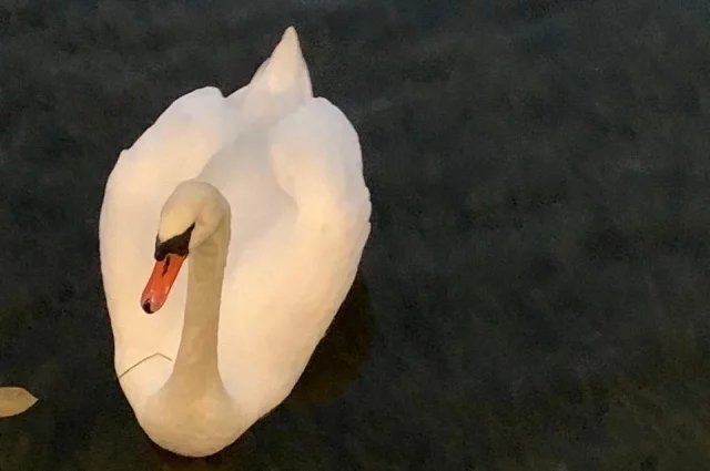 5 лет рабства. История с больным белым медведем благополучно завершилась
5 лет рабства. История с больным белым медведем благополучно завершилась