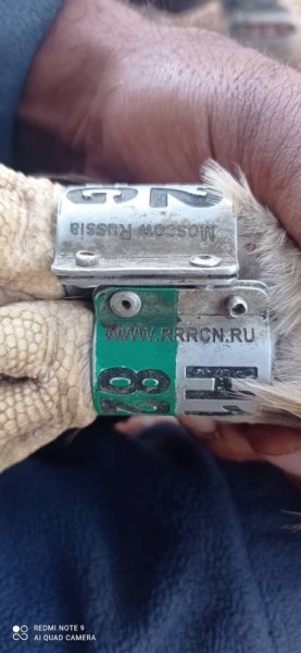 Солнечный орел из Татарстана оказался на зимовке в Саудовской Аравии (ФОТО)