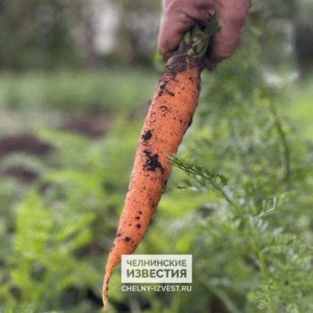 Календарь огородника: что можно посадить на даче во второй половине октября