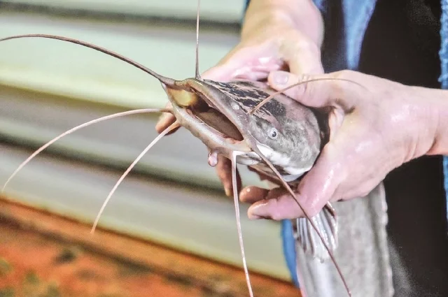 
        Татарстанец выловил в озере 29-килограмового карпа    