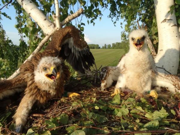 Солнечный орел из Татарстана оказался на зимовке в Саудовской Аравии (ФОТО)