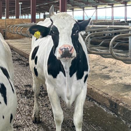 «Элита» поможет выяснить, что едят ваши животные «Элита» поможет выяснить, что едят ваши животные