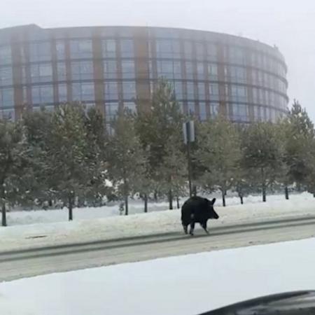 Возле Казани был замечен огромный кабан (ВИДЕО)
