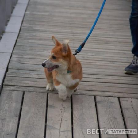 В Татарстане с 1 января введут обязательную регистрацию собак