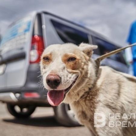 В Татарстане возбуждено уголовное дело после нападения бездомных собак на пенсионерку