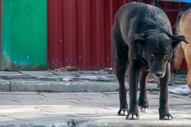 
        Малыша забыли на морозе. Частный детсад Казани оказался в центре скандала    
