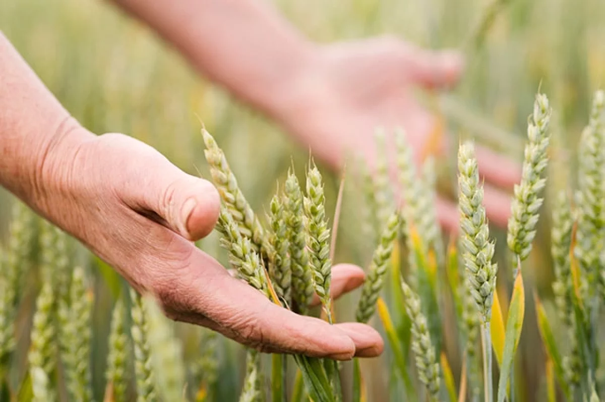 Татарстан продал за границу продуктов питания почти на 45 млрд рублей
Татарстан продал за границу продуктов питания почти на 45 млрд рублей