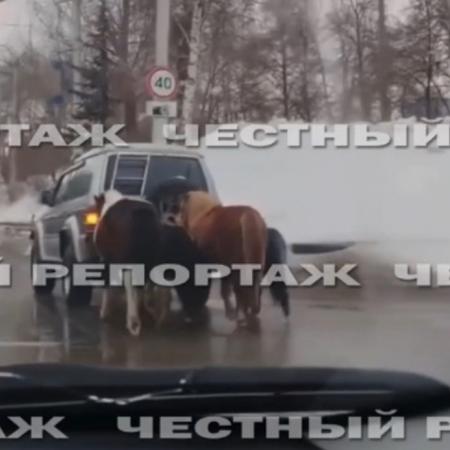 В Башкирии накажут водителя за жестокое обращение с лошадьми