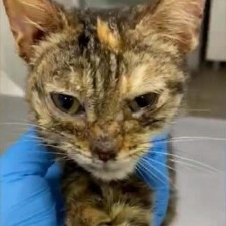 В кладовой казанского ЖК обнаружили более 20 больных животных В кладовой казанского ЖК обнаружили более 20 больных животных