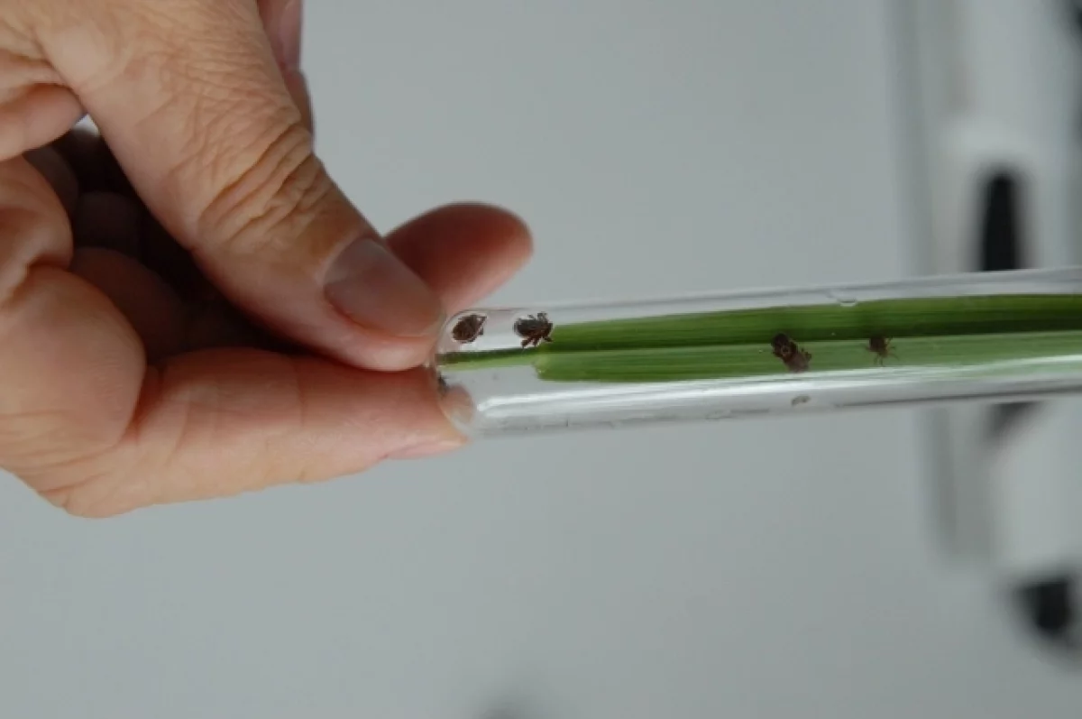 В Татарстане зафиксированы первые случаи укусов клещей
В Татарстане зафиксированы первые случаи укусов клещей