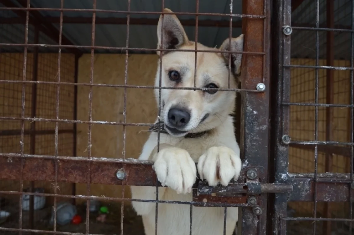 
        В Казани зоозащитники устроили пикет против закона об умерщвлении собак    