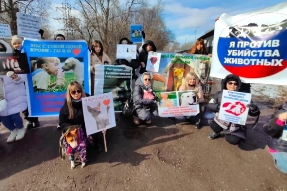 
        Сегодня собак, завтра стариков усыплять? В Казани прошел пикет зооактивистов    