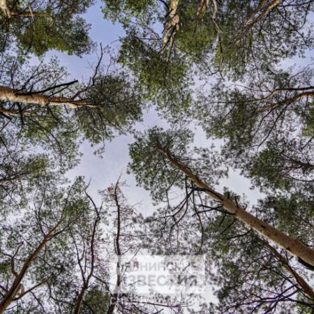 Они уже проснулись: в Татарстане стартовала вакцинация от клещевого энцефалита