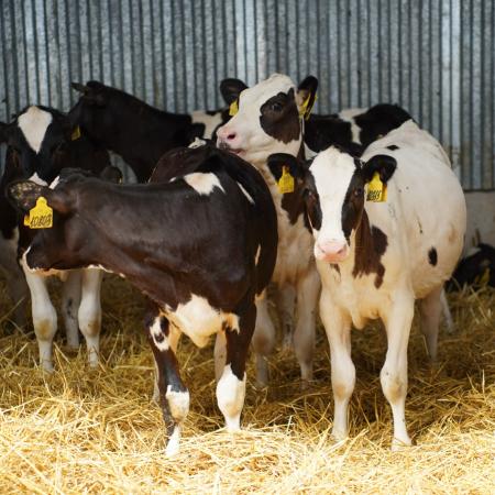 В Татарстане увеличены меры поддержки личных подсобных хозяйств