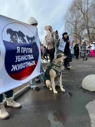 
        Сегодня собак, завтра стариков усыплять? В Казани прошел пикет зооактивистов    