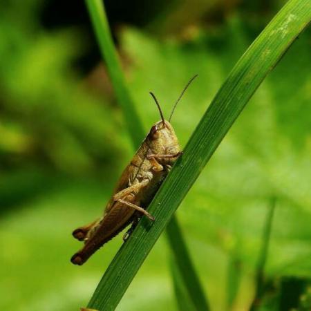 Гатин рассказал, каким районам Татарстана угрожает нашествие саранчи Гатин рассказал, каким районам Татарстана угрожает нашествие саранчи