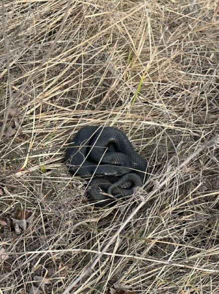 Под Набережными Челнами уже проснулись змеи