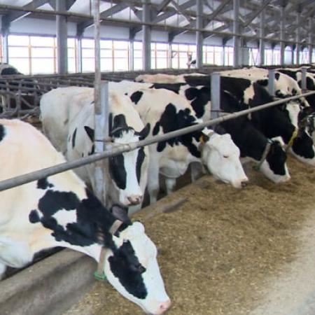 В Альметьевском районе ввели карантин из-за бешенства на ферме