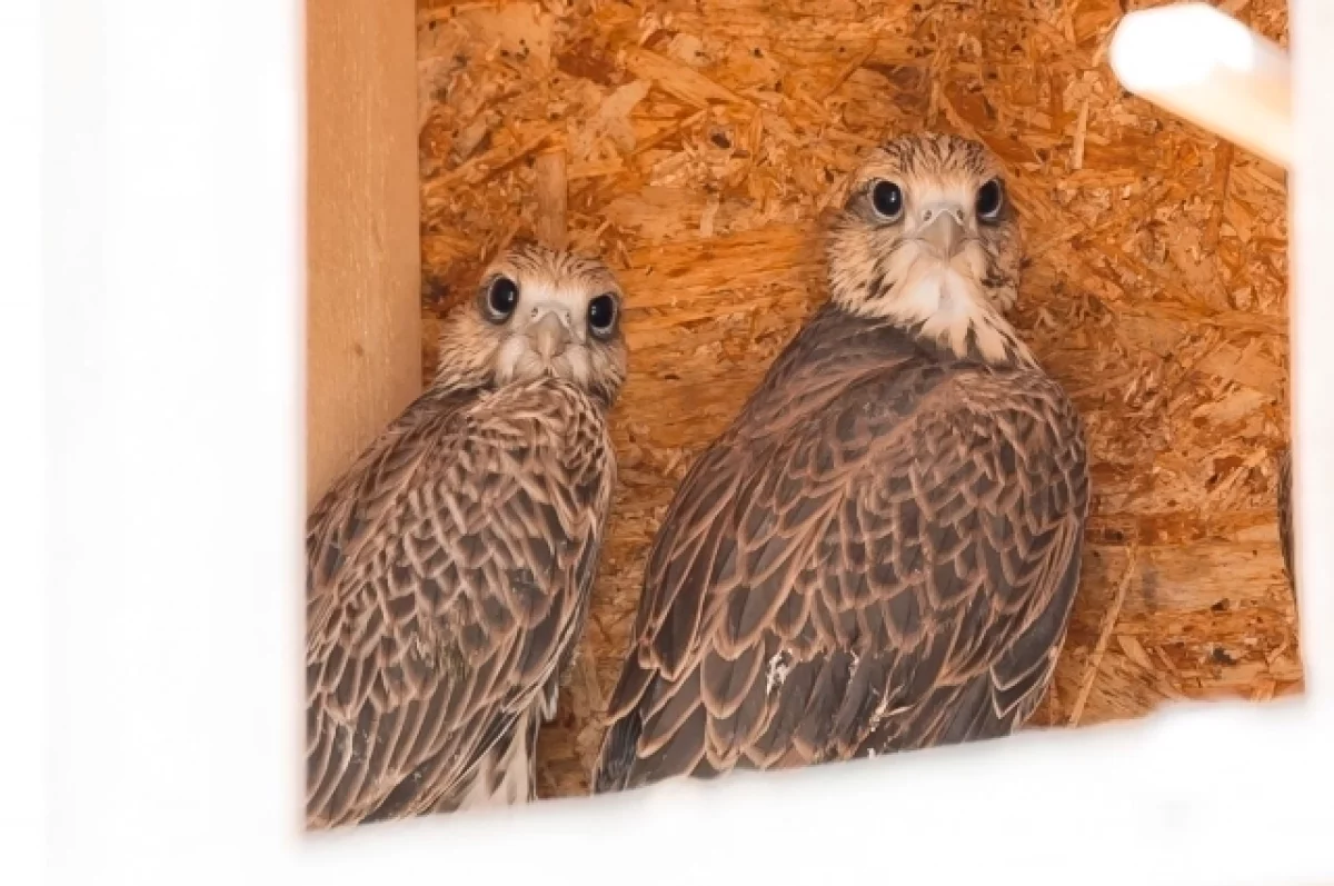 
        Редкие соколы-балобаны впервые за полвека дадут потомство в Татарстане    