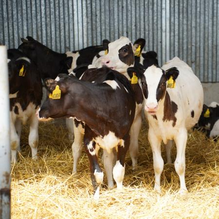 ИИ-ассистент &laquo;СауБозау&raquo; успешно прошёл тестирование по молочному скотоводству