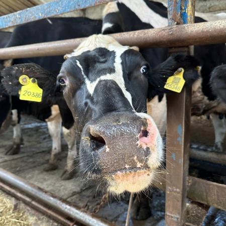 Важность УЗИ в определении патологических состояний коровы