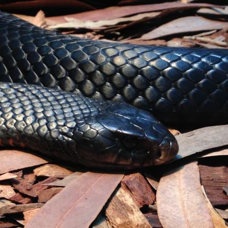 Нога отекла и покраснела: челнинку на даче укусила гадюка