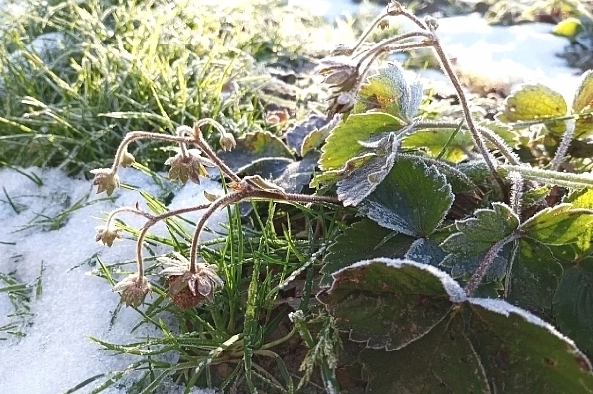 2 мая в Татарстане ожидаются заморозки
2 мая в Татарстане ожидаются заморозки