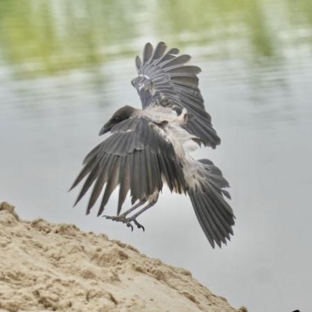 Осторожно, злая ворона: в Челнах агрессивные птицы атакуют людей