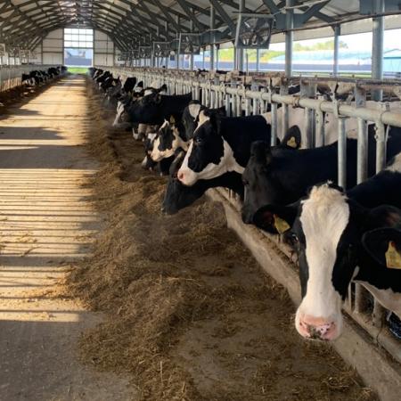 Почему корова не приходит в охоту? Почему корова не приходит в охоту?