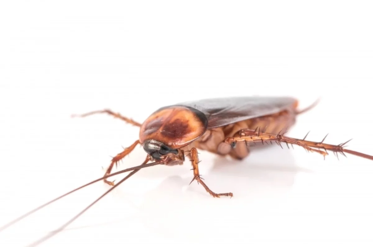 В Менделеевске из-за нарушения саннорм на 30 дней закрылось кафе «Кофейня»
В Менделеевске из-за нарушения саннорм на 30 дней закрылось кафе «Кофейня»