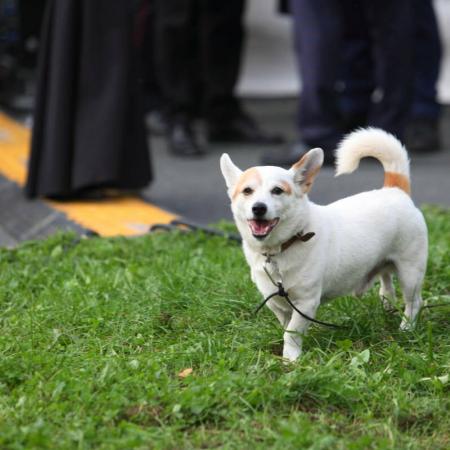 Юрист рассказал о штрафах и ответственности за неправильный выгул питомцев