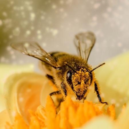 Пчелы напали на женщину и до смерти искусали собаку
