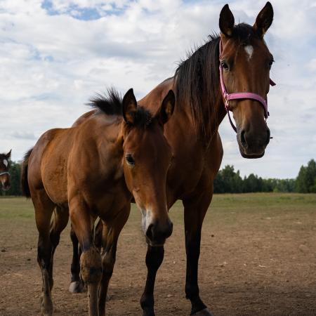 Минсельхозпрод РТ объявляет прием заявок на возмещение части затрат для ЛПХ