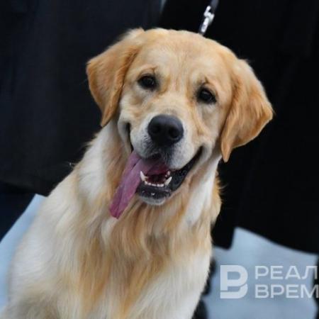 МЧС запретит животных на пляжах, кроме собак-поводырей