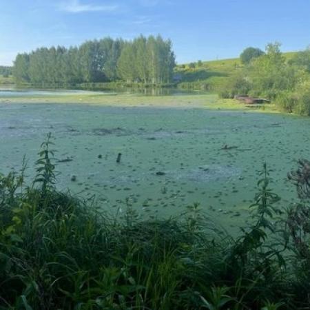 В Татарстане начали проверку после массовой гибели рыбы на озере В Татарстане начали проверку после массовой гибели рыбы на озере