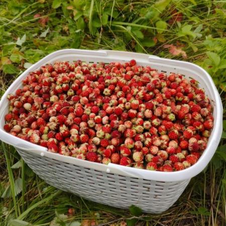 В Татарстане рекордный урожай луговой клубники: где собирать и почем продают