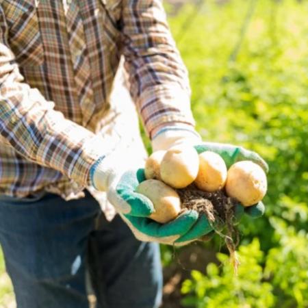 В Татарстане картофель подорожал почти на 274%