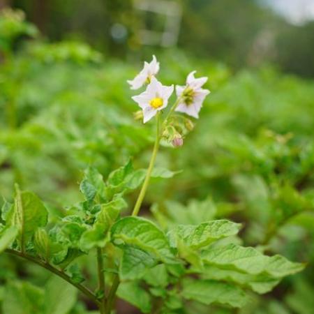 Фермер дал прогноз на урожай картофеля Фермер дал прогноз на урожай картофеля