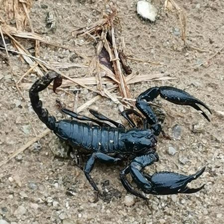 Скорпион пролетел тысячи километров и укусил 10-летнюю девочку в Петербурге