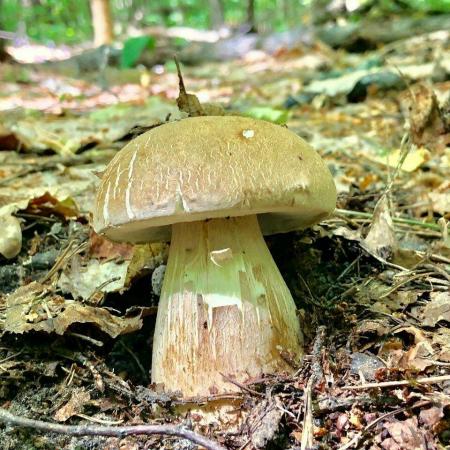 Блогер объяснил, как определить грибы, сбор которых грозит штрафом или сроком