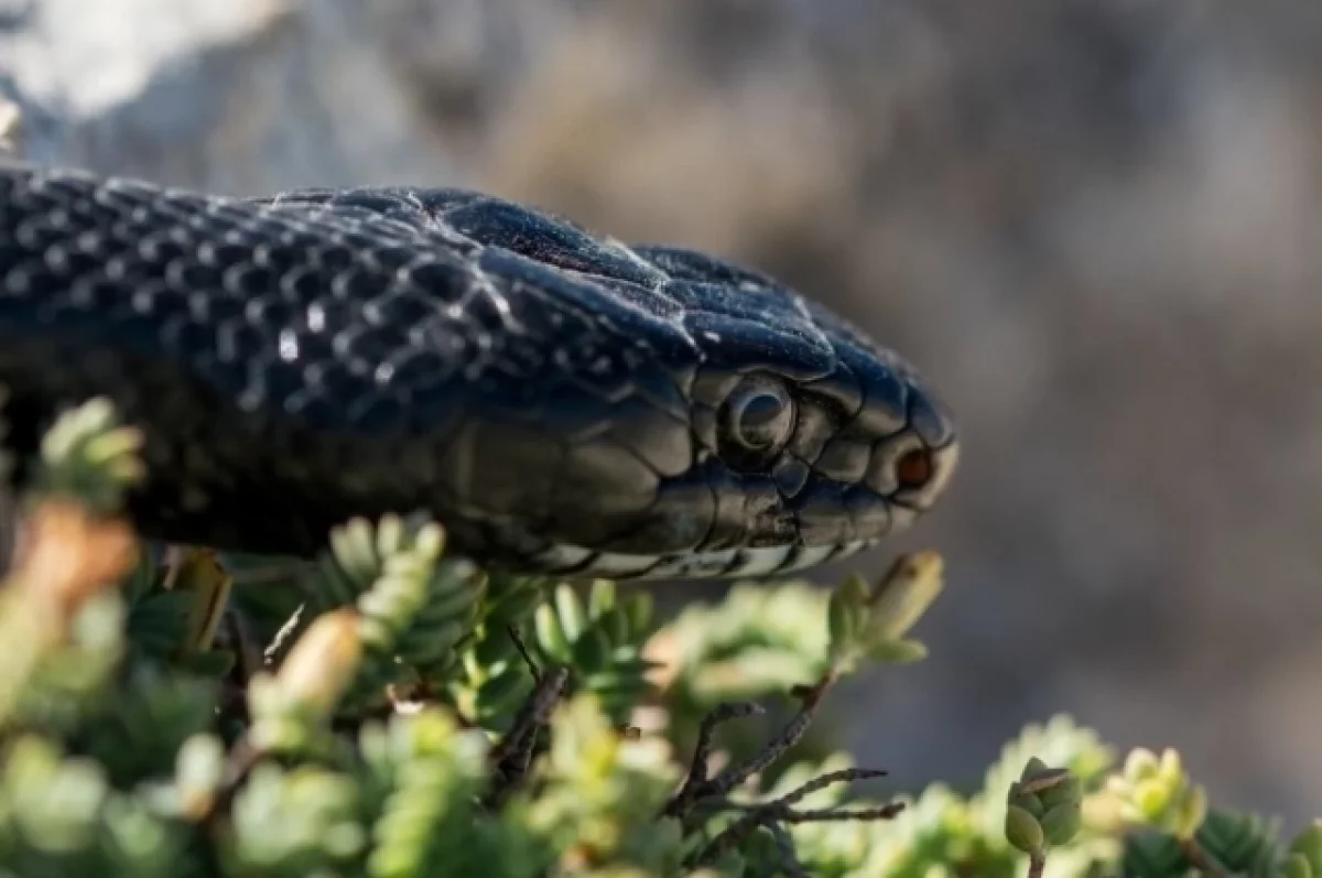 
        Первый случай укуса ядовитой змеей зафиксирован в Татарстане    