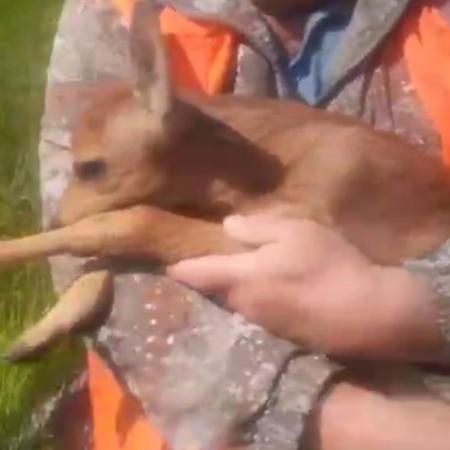 Упал в колодец и &laquo;мяукал&raquo;: в промзоне Челнов спасли детеныша косули (ВИДЕО)