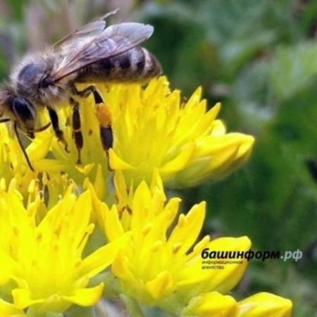 Укус шмеля спровоцировал инфаркт у жительницы Башкирии