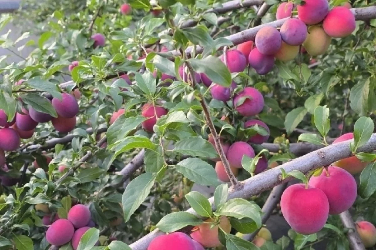 
        Рустам Минниханов поделился фотографией выращенной в своем саду сливой    