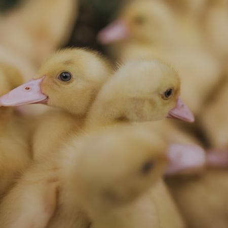 Минсельхозпрод РТ объявляет о начале приема заявок на возмещение части затрат на молодняк птицы Минсельхозпрод РТ объявляет о начале приема заявок на возмещение части затрат на молодняк птицы