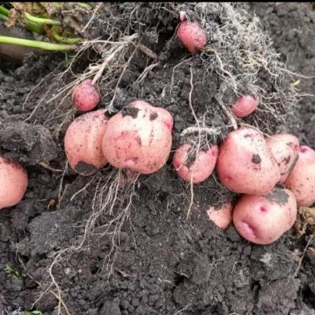 Биолог, фермер и дачница рассказали, когда лучше копать картофель