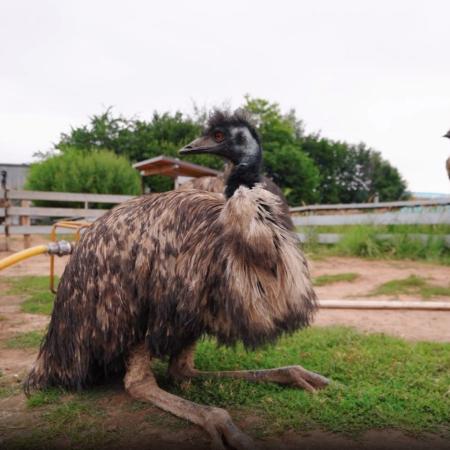 В Татарстане пройдет «Школа агротуризма» В Татарстане пройдет «Школа агротуризма»