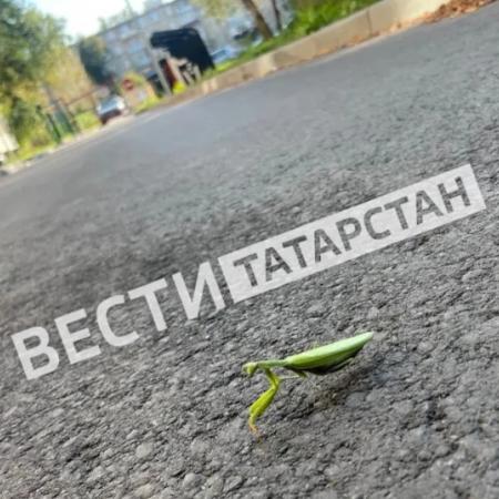 Татарстанцам рассказали, вредят ли богомолы урожаю Татарстанцам рассказали, вредят ли богомолы урожаю